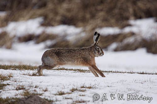 zając szarak Lepus europaeus
