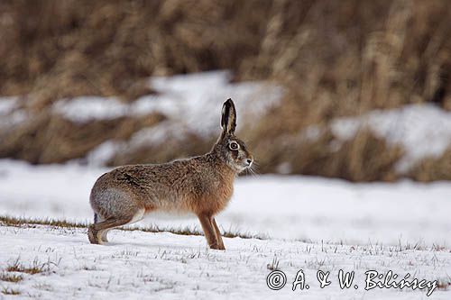 zając szarak Lepus europaeus