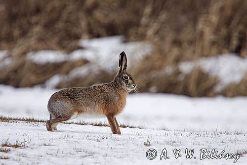 zając szarak Lepus europaeus