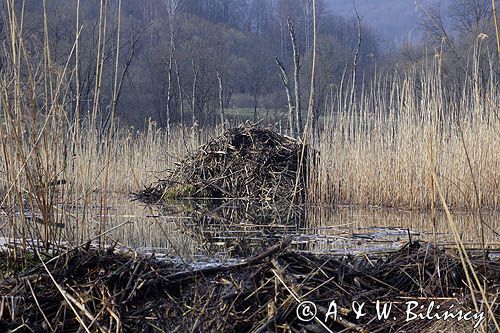 tama bobrowa i żeremie na Tworylnem, Bieszczady