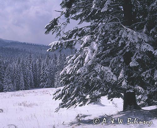 Tatry Brzanówka