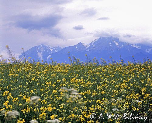 rzepak i Tatry