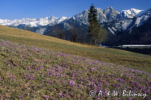 krokusy i Giewont, Podhale i Tatry