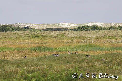 łąki i wydmy na wyspie Terschelling, Wyspy Fryzyjskie, Holandia, Waddensee, Morze Wattowe