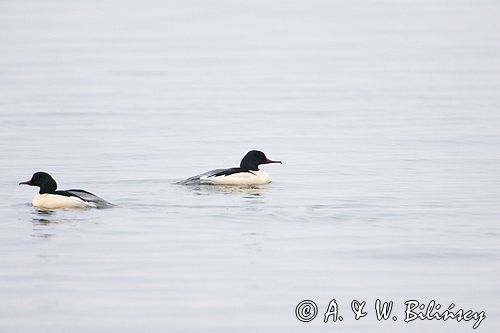 tracz nurogęś Mergus merganser
