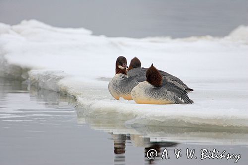 tracz nurogęś Mergus merganser