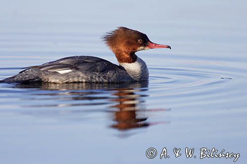 tracz nurogęś Mergus merganser, samica