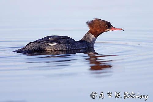 tracz nurogęś Mergus merganser, samica