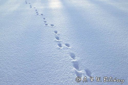 tropy zająca, Lepus europaeus europaeus