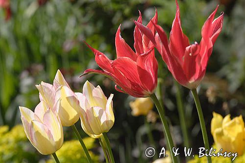 tulipany