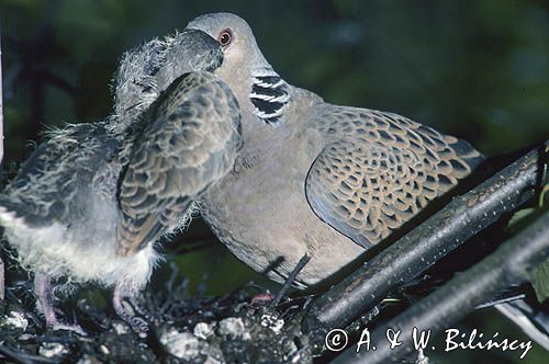 Turkawka Streptopelia turtur