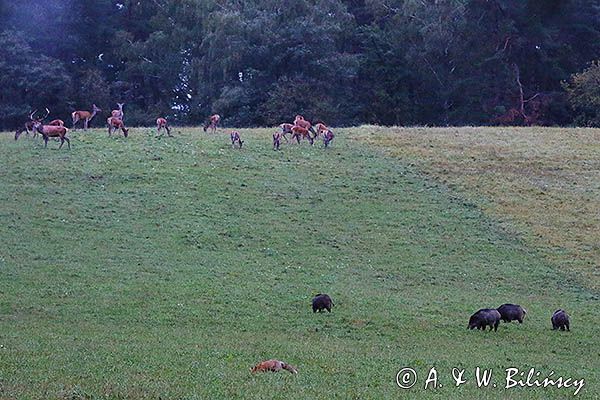 jeleń szlachetny, europejski, Cervus elaphus elaphus jeleń karpacki, dziki i lis, projektowany Turnicki Park Narodowy