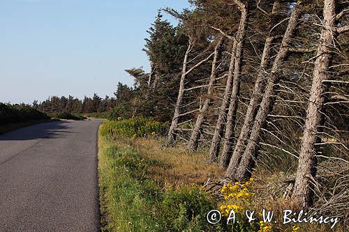 Drzewa smagane wiatrem na wyspie Veno, Limfjord, Jutlandia, Dania
