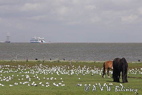 konie i mewy na wyspie Vlieland, Wyspy Fryzyjskie, Holandia, Waddensee, Morze Wattowe