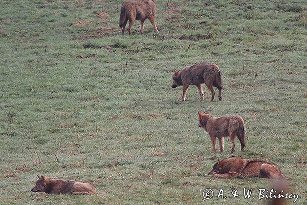 wilki, Canis lupus
