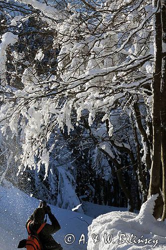 W lesie, Bieszczady