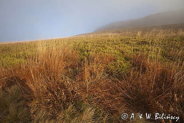 Połonina Wetlińska, Bieszczady