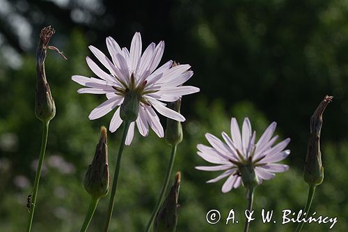 wężymord stepowy Scorzonera purpurea Ponidzie rezerwat stepowy 'Skorocice'