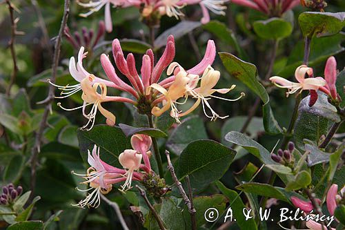 wiciokrzew pomorski Lonicera periclymenum