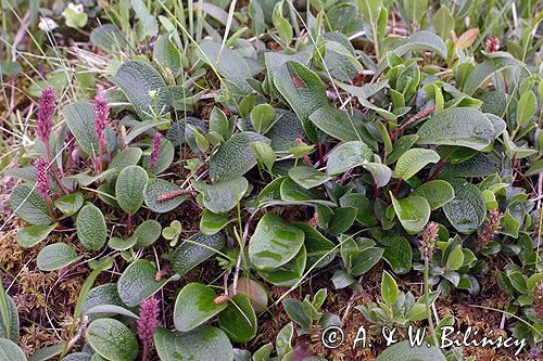 wierzba żyłkowana Salix reticulata