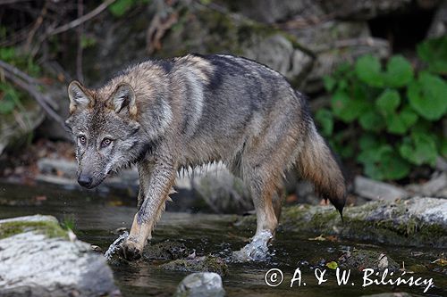 wilk Canis lupus