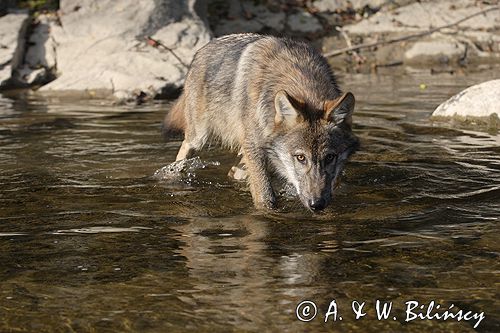wilk Canis lupus
