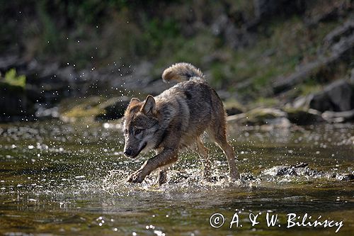 wilk Canis lupus