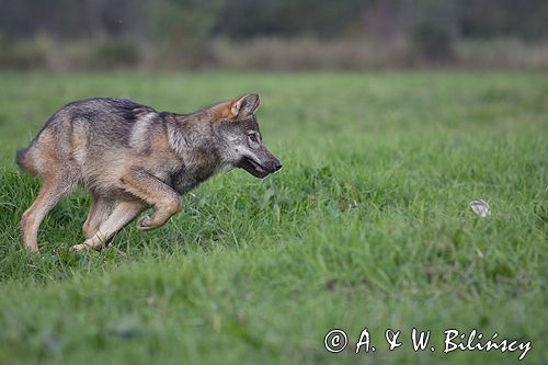 wilk Canis lupus