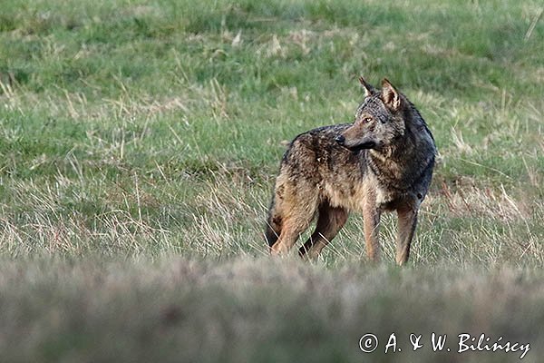 Wilk, Canis lupus