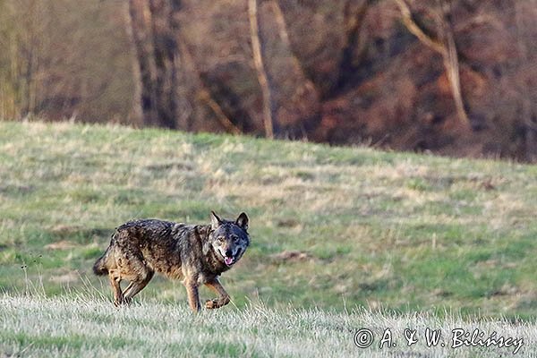 Wilk, Canis lupus
