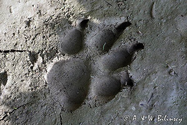 Trop wilka, Canis lupus