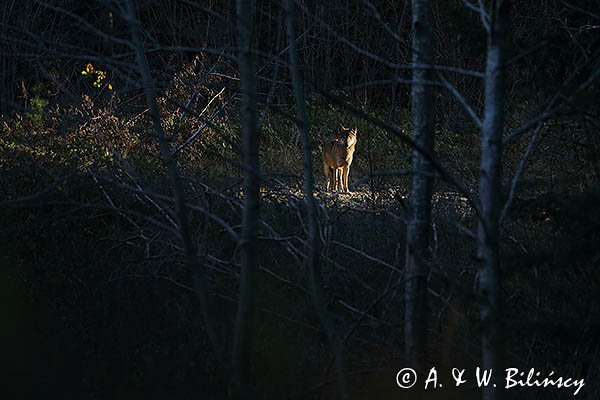 Wilk, Canis lupus