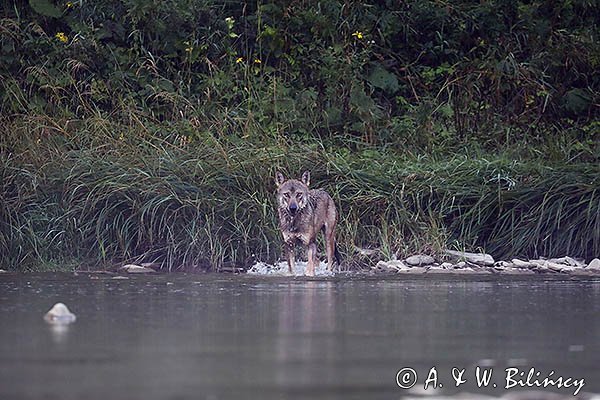 Wilk, Canis lupus