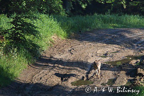 Wilk na leśnej drodze. Bieszczady. Wolf in Bieszczady, Poland. Wilk w Bieszczadach. Fotografia przyrodnicza, Bank zdjęć Bilińscy