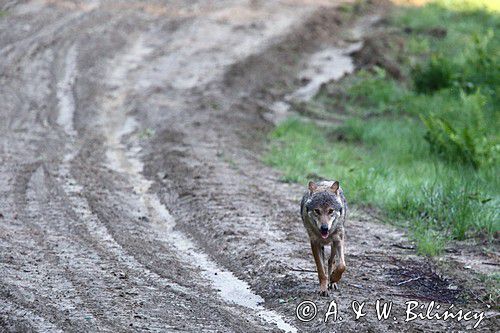 Wilk . Canis lupus. Bieszczady. Fotografia przyrodnicza, fot AiW Bilińscy