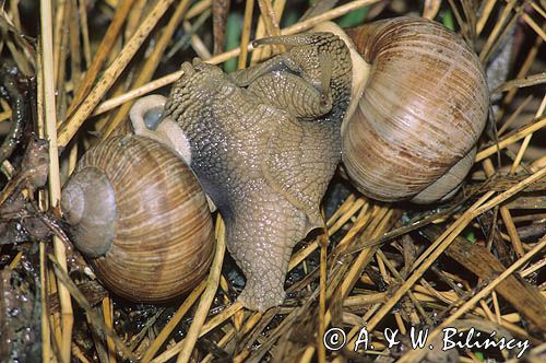 Ślimak winniczek, Ślimak winniczek Helix pomatia))