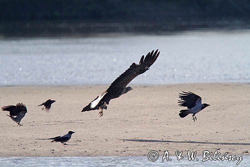 bielik, Haliaeetus albicilla, nad Wisłą, na łasze wiślanej