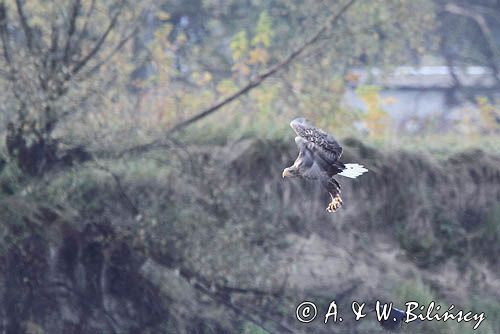 bielik, Haliaeetus albicilla, nad Wisłą, na łasze wiślanej