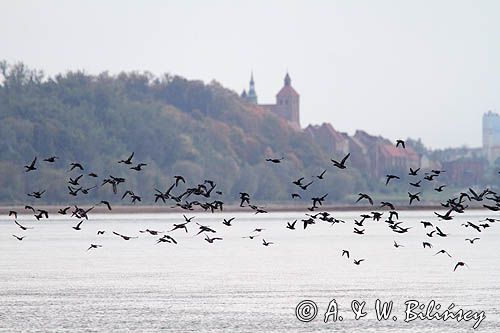 kaczki krzyżówki na tle Grudziądza, rzeka Wisła