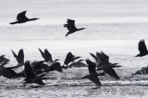 Kormorany czarne, Phalacrocorax carbo
