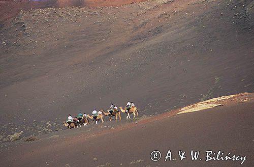 Dromadery w parku narodowym Timanfaya wyspa Lanzarote Wyspy Kanaryjskie