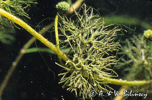 Włosienicznik wodny = jaskier wodny Ranunculus aquatilis = Batrachium aquatile