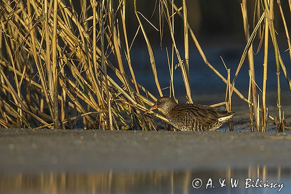 Wodnik zwyczajny, wodnik, Rallus aquaticus