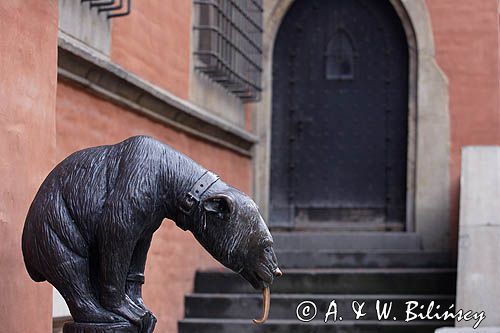 Wrocław, Stare Miasto, niedźwiedź pod Ratuszem