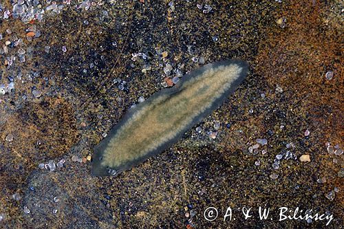 Wypławek biały, Dendrocoelum lacteum