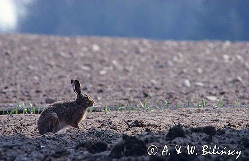 zając szarak, Lepus europaeus europaeus