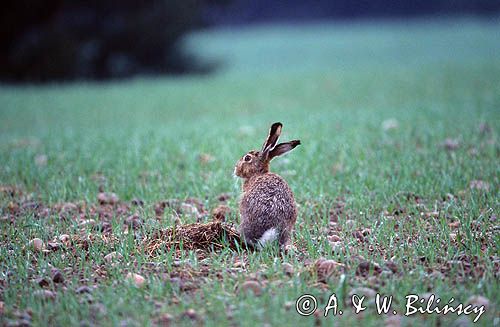 zając szarak, Lepus europaeus europaeus