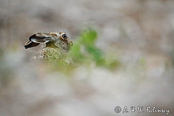 Zając szarak, Lepus europaeus