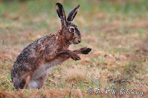 zając szarak Lepus europaeus