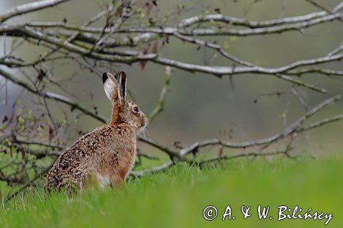 Zając szarak, Lepus europaeus